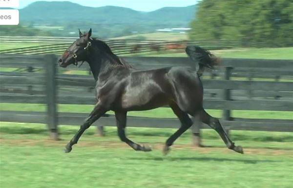 Standard Bred Yearlings